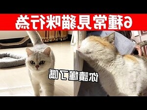 貓進家 什麼意思